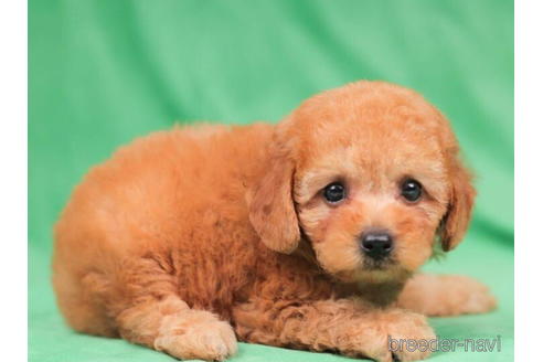 成約済の東京都のトイプードル-203750の4枚目